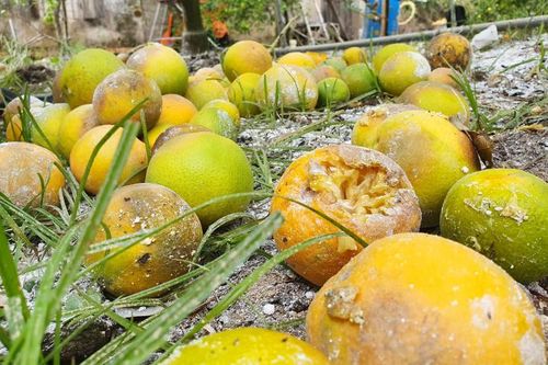 'Đệ nhất cam' xứ Nghệ rụng vàng gốc, dân trồng xót xa gom làm phân bón