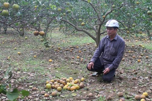 Đặc sản cam Con Cuông rụng hàng loạt sau mưa lũ