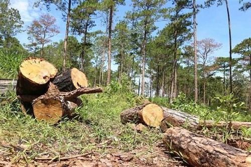 Lâm Đồng: Phạt đối tượng đầu độc rừng thông 11 triệu đồng