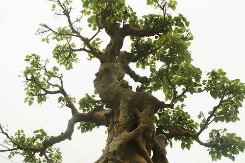 Chiêm ngưỡng cây bồ đề có bộ rễ 'ảo diệu'