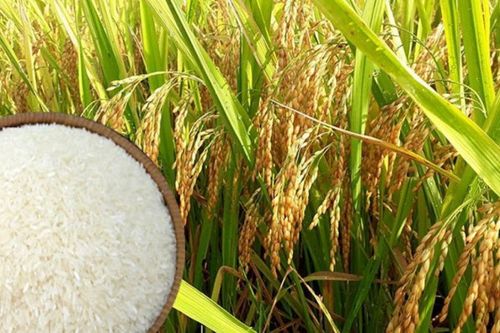Giá lúa gạo hôm nay ngày 5/11: Giá lúa gạo đi ngang