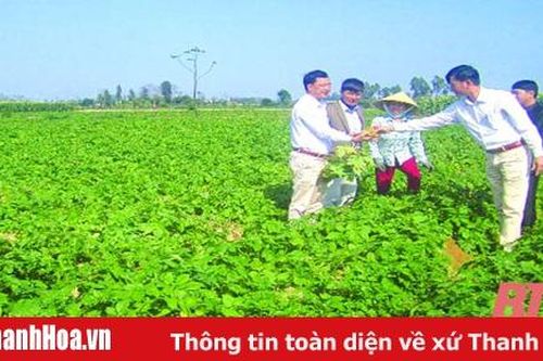 Mở rộng diện tích cây trồng vụ đông có giá trị kinh tế cao