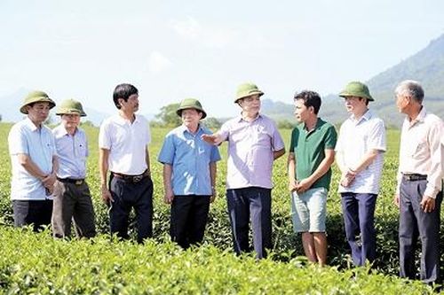 Xây thương hiệu, nâng giá trị chè xanh Phú Thọ