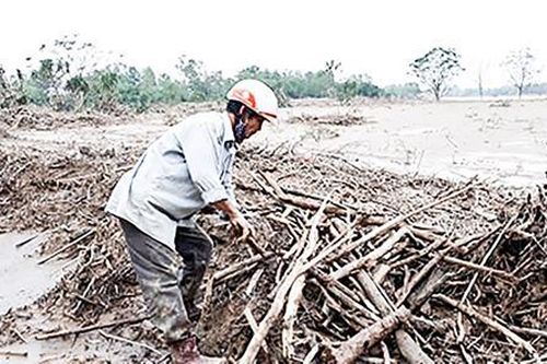 Nhiều giải pháp khôi phục sản xuất nông nghiệp ở Triệu Phong