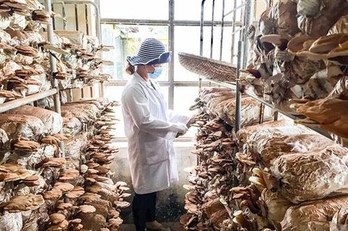 Nghiên cứu, ứng dụng sản xuất nhiều sản phẩm dược liệu