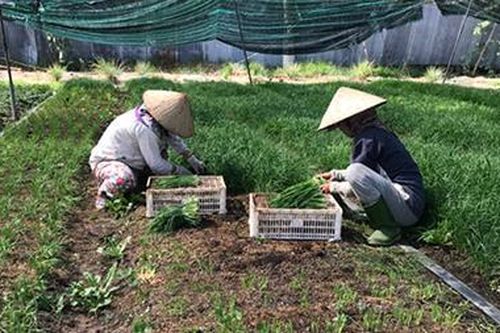 Không phát triển nông nghiệp hữu cơ ồ ạt