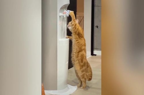 Chú mèo thông minh uống nước ở máy lọc