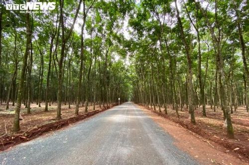 Con đường bỏ nhà dân đi vào rừng cao su ở Bình Phước: Thanh tra tỉnh vào cuộc