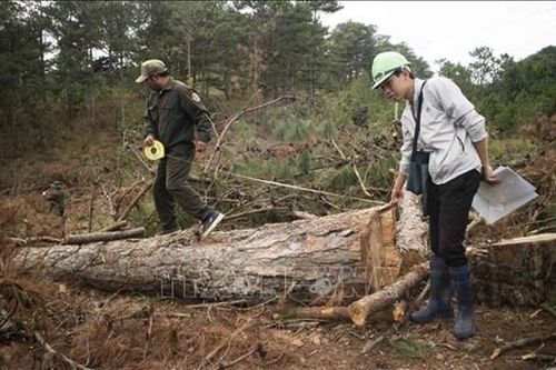Phạt đối tượng đầu độc rừng thông 11 triệu đồng