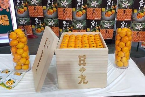 Thùng quýt Nhật Bản giá gần 10.000 USD