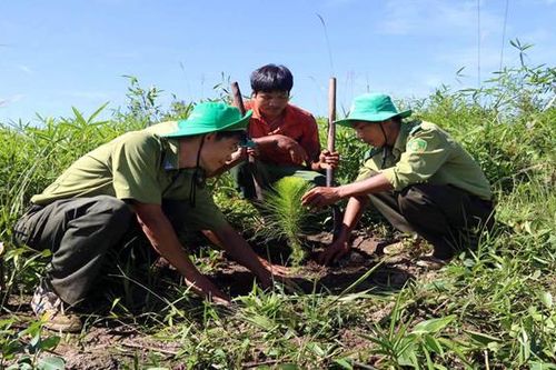 Nỗ lực nâng cao độ che phủ rừng