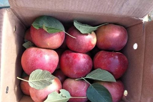 'Vén màn' sự thật táo đá Hà Giang giá siêu rẻ bán đầy chợ