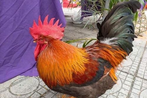 Quảng Ninh: Độc đáo cuộc thi 'sắc đẹp' cho gà