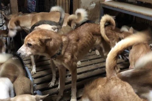 Phát hiện 164 con chó bị nhồi trong căn nhà 30 mét vuông