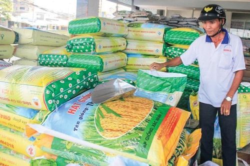 Các tỉnh miền Trung cần hỗ trợ 5.600 tấn giống lúa