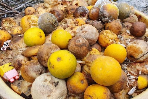 'Đệ nhất cam' xứ Nghệ rụng vàng gốc sau lũ