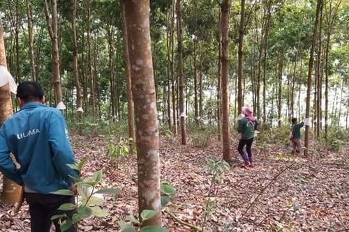 Cây cao su có thải khí CO2 hay không?