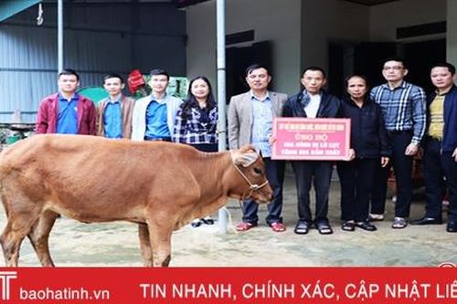 Sở Tài chính hỗ trợ bò giống cho gia đình bị thiệt hại do lũ lụt