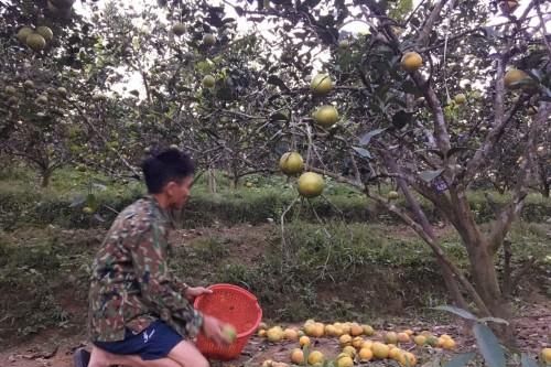 Cam rụng kín vườn, người dân Hà Tĩnh đối mặt với nhiều khó khăn