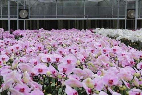 YSA Orchid Farm: Nơi ngàn đóa lan khoe sắc