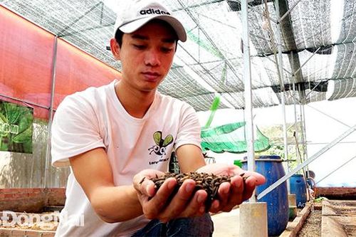 Khởi nghiệp với nghề nuôi ruồi lính đen