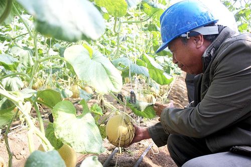 Làm nông sản để bán sang châu Âu