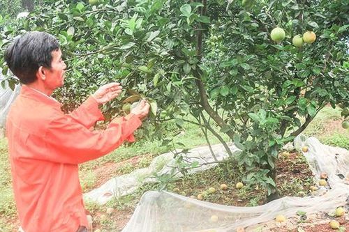 Người trồng cam ở Phong Bình thiệt hại nặng
