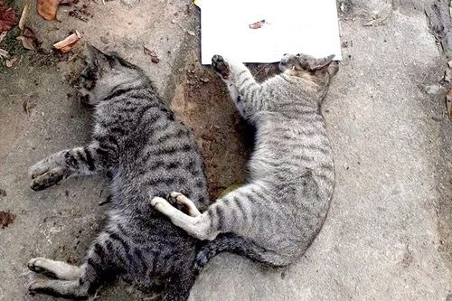 Cảnh báo tình trạng đánh bả vật nuôi