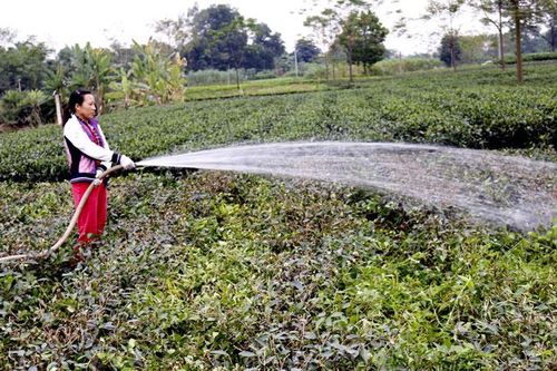 Cần quy định cụ thể hơn đối với việc quản lý đất nông nghiệp