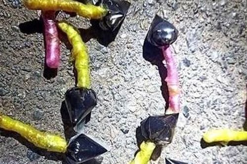Cảnh báo bả chó dạng kẹo mút