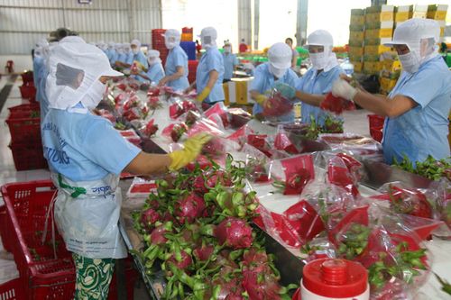 Xuất khẩu rau quả 10 tháng của năm 2020 đạt gần 2,72 tỷ USD