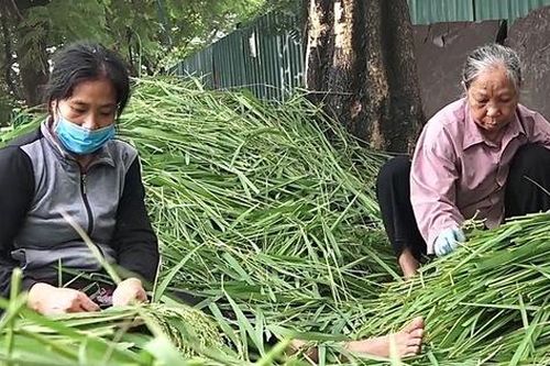 Ngất ngây hương vị cốm Mễ Trì