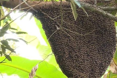 Ném tổ ong trong sân trường, 16 học sinh bị ong đốt nhập viện