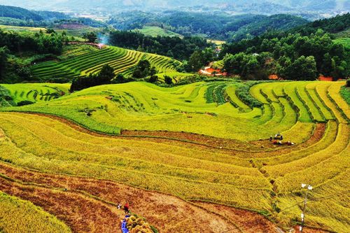Ngắm mùa vàng Bình Liêu trên cao bằng dù lượn