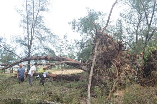 Khẩn trương khắc phục thiệt hại về rừng do bão