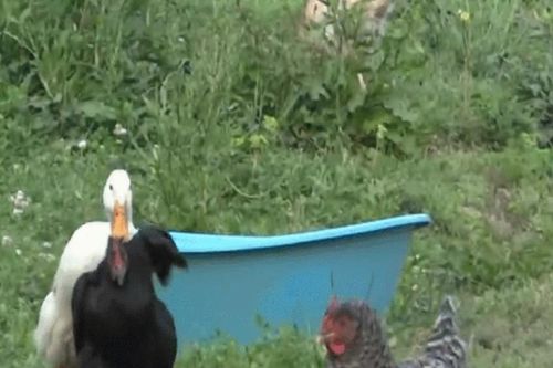 Gà mái bị vịt đực lôi xềnh xệch và màn giải cứu