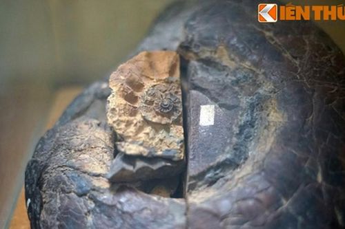 Hé lộ bộ sưu tập hóa thạch 'khủng' nhất Việt Nam