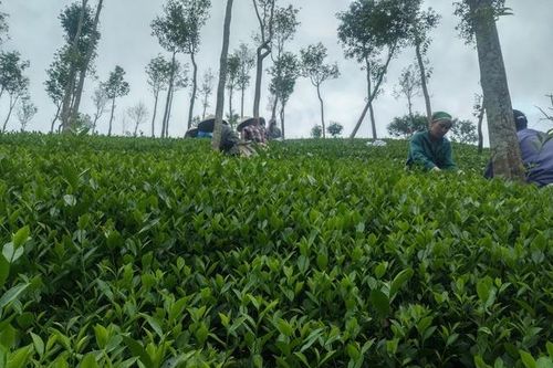 Thái Nguyên: Chú trọng nâng cao giá trị sản phẩm tiêu biểu