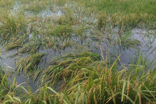 Cà Mau: Hơn 1.400 ha lúa bị thiệt hại trắng do ngập úng