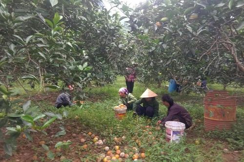 Nghệ An: Người trồng cam xót xa nhặt hàng chục tấn quả rụng đổ đi