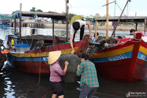 Ngư dân Nghệ An trúng đậm 'lộc biển' sau mưa bão