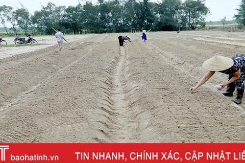 Hà Tĩnh khẩn trương khôi phục sản xuất vụ đông