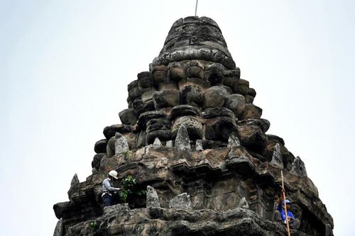 'Ninja' làm vườn tại đền Angkor Wat
