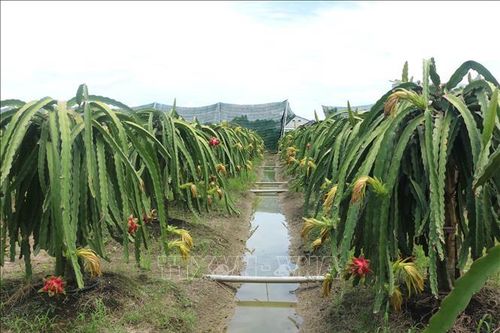 Thúc đẩy liên kết trong sản xuất nông nghiệp, hướng tới phát triển bền vững