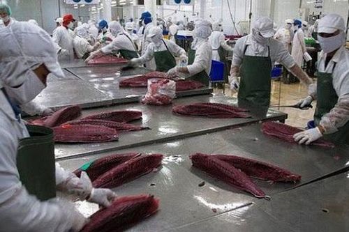 Xuất khẩu cá ngừ sang thị trường Mỹ tăng trở lại sau thời gian sụt giảm liên tục