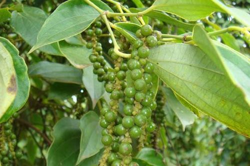 Giá tiêu hôm nay 8/11: Gia Lai tăng mạnh nhất trong tuần, giá tại Bà Rịa - Vũng Tàu vẫn neo ở mức cao