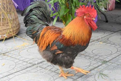 Hội thi... vua gà