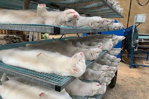 Lo ngại về chủng đột biến Covid-19 lây từ chồn sang người