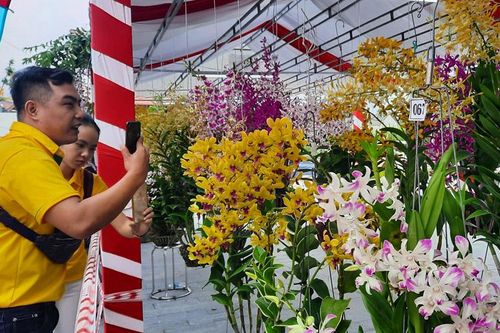 Rực rỡ sắc màu hoa phong lan toàn quốc