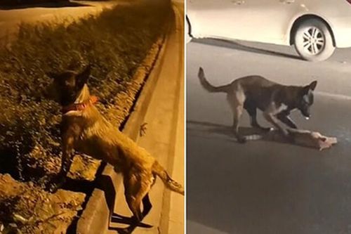 chó cố gắng đánh thức mèo chết vì tai nạn giao thông